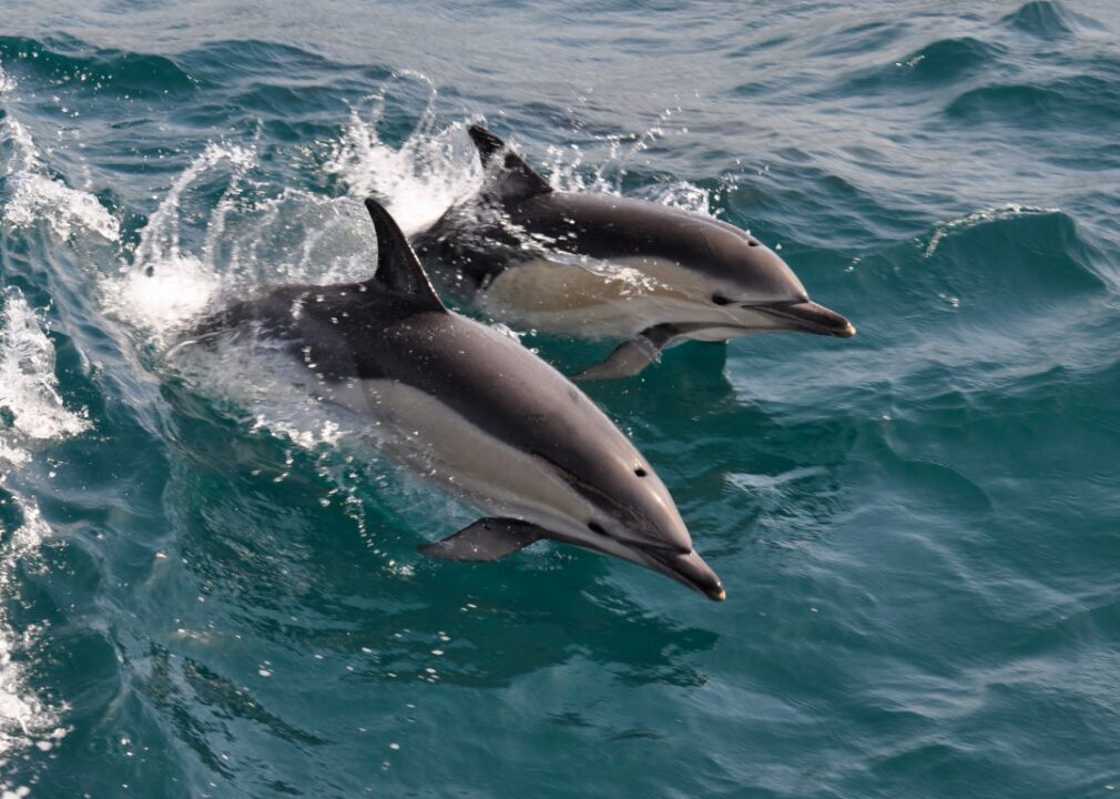 Dolphins